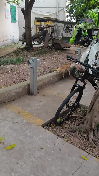 Am I that scary with this sleeping posture# Orange Cat Orange Cat # Confusing Animal Behavior