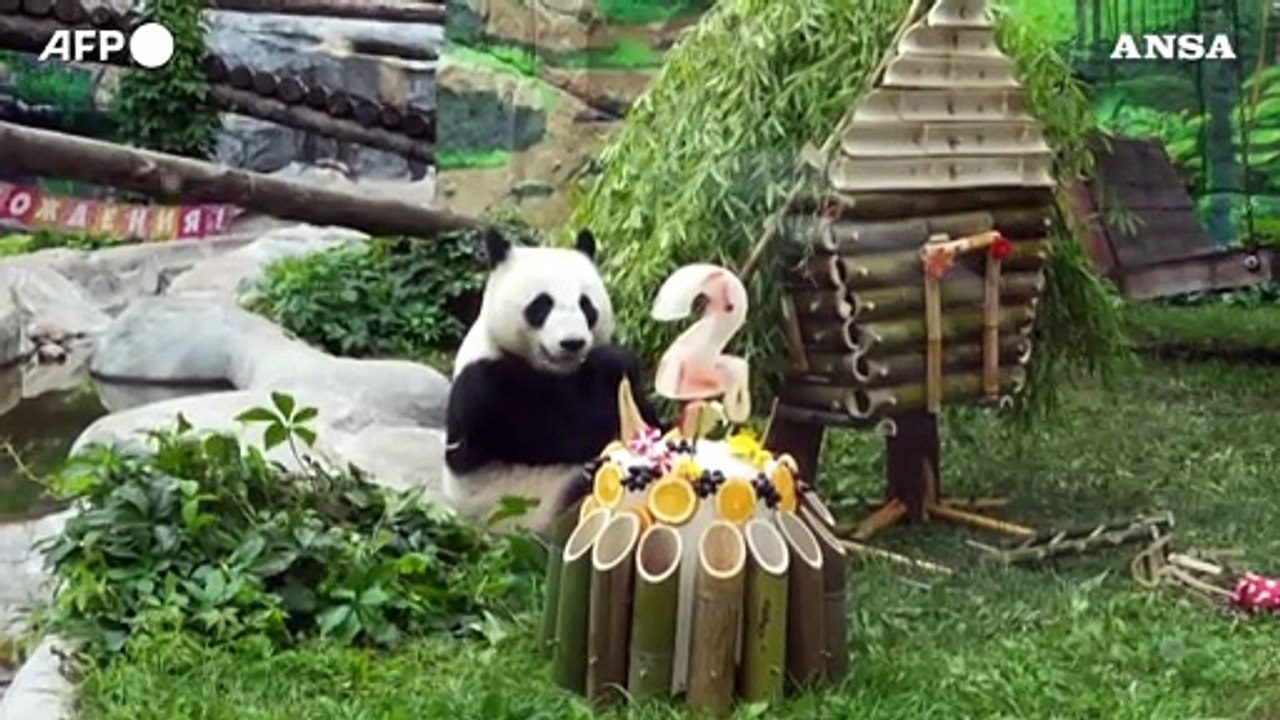 Mosca, il panda Katyusha compie due anni
