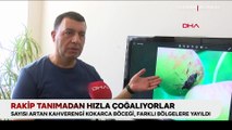 Rakip tanımadan hızla çoğalıyorlar: Kahverengi kokarca böceği Karadeniz'den sonra o bölgede görüldü