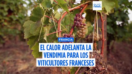 El calor obliga a adelantar la vendimia en Francia y eleva el grado alcohólico del vino blanco