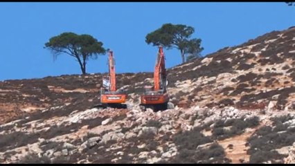 Bulldozer israeliani sradicano centinaia di ulivi in Cisgiordania