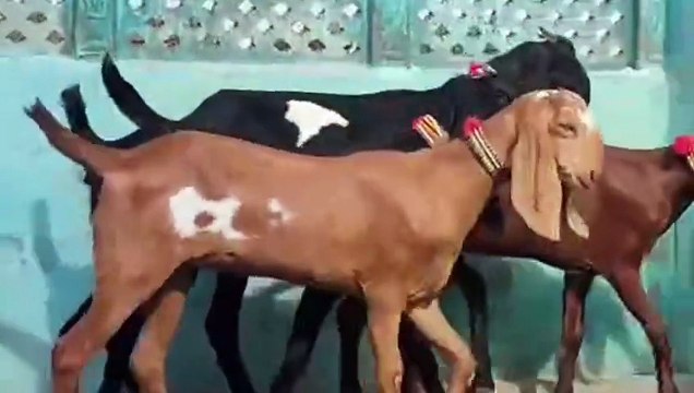 Beetal Goats/Nagra Goats/Young Goats/Goats for Sale in Pakistan/Healthy Goats/Active Goats/CuteGoats