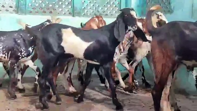 Beetal Goats/Nagra Goats/Makhichinni Goats/Male Goats for Sale in Pakistan/Healthy Goats/ActiveGoats