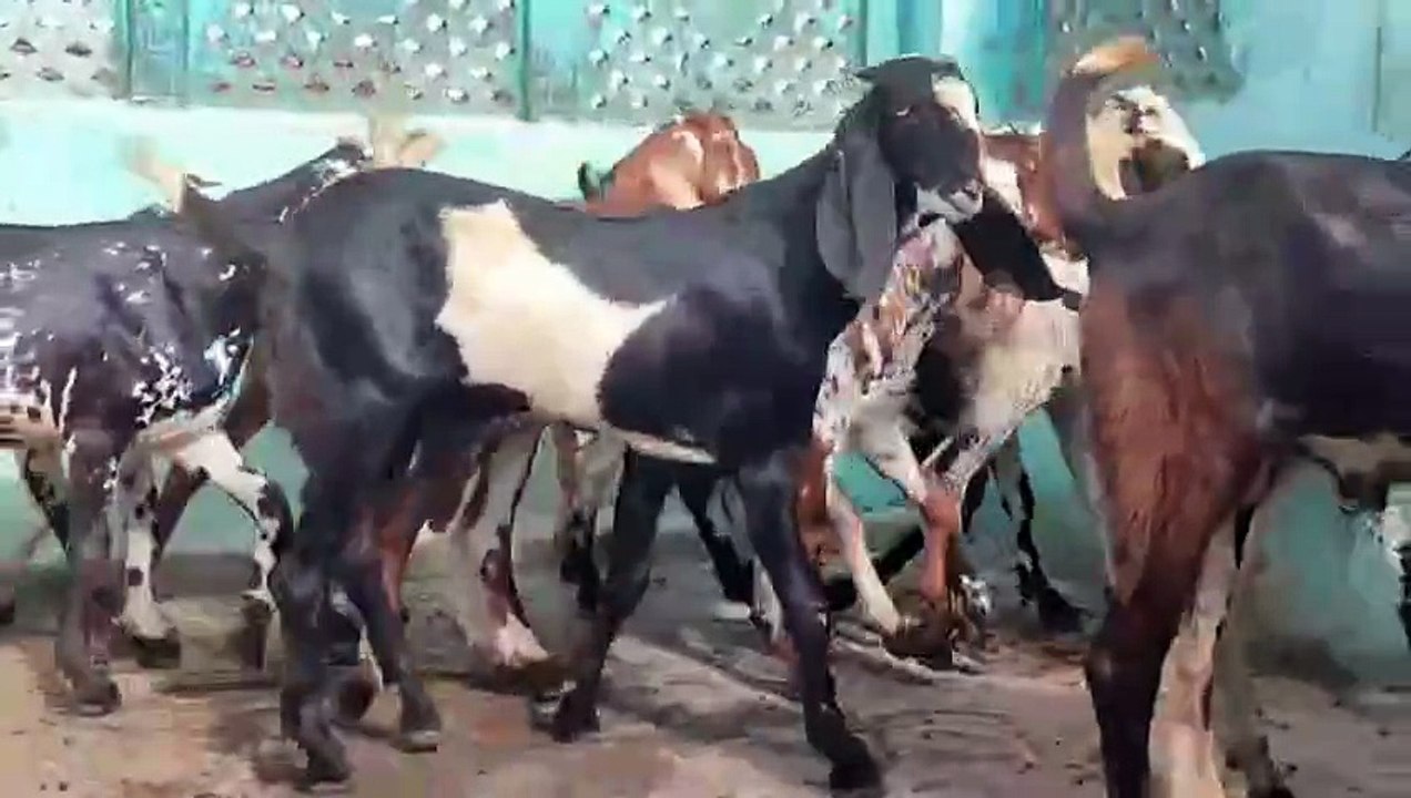 Beetal Goats/Nagra Goats/Makhichinni Goats/Male Goats for Sale in Pakistan/Healthy Goats/ActiveGoats