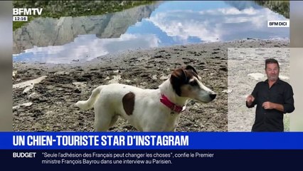 "Elle mérite": Lola, la chienne star d'Instagram, véritable ambassadrice du département des Hautes-Alpes
