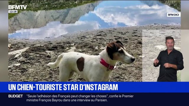 Elle mérite : Lola, la chienne star d'Instagram, véritable ambassadrice du département des Hautes-Alpes