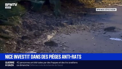 "C'est vraiment dégoûtant": la ville de Nice investit dans des pièges anti-rats