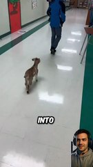 Lost Baby Goat Sneaks Into School & Sits Like a Student! 🐐😂