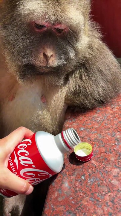 Have a drink,xingxing #monkey #monkey #xingxing...