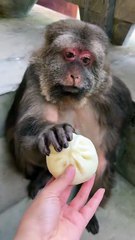 Have a steamed bun.😁 #monkey #monkey #xingxing #cute #lovely