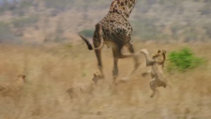 LION DYNASTY - A Matter of Pride - Full Documentary