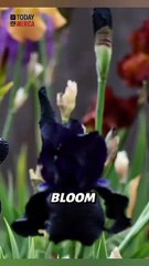 ‘Patent Leather’ (Schreiner, 1971) I have only seen three times since 2011