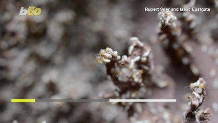 Could Termites Be the Inspiration for Sustainable Buildings?