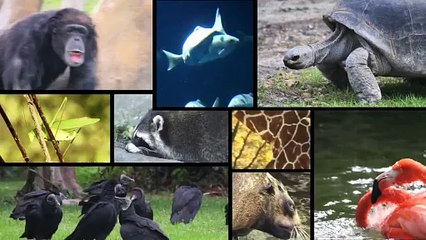 How Do Animals Get Such Distinctive Patterns