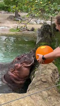 😮 Hippos eating pumpkins #shorts #animals#viral
