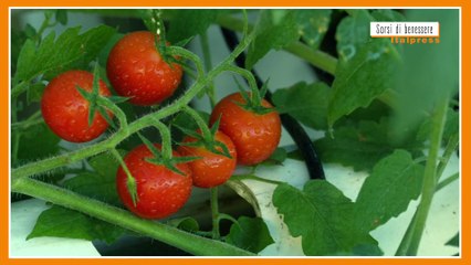 Sorsi di Benessere - Un sugo cremoso senza cottura