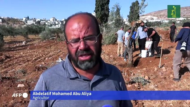 Excavadoras israelíes arrancan cientos de árboles de palestinos en Cisjordania