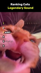 Ranking Cats legendary Sound _short _cat