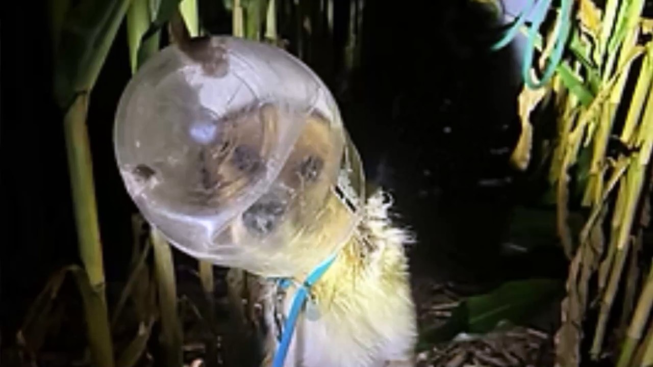 Hundekopf aus großem Plastikglas befreit