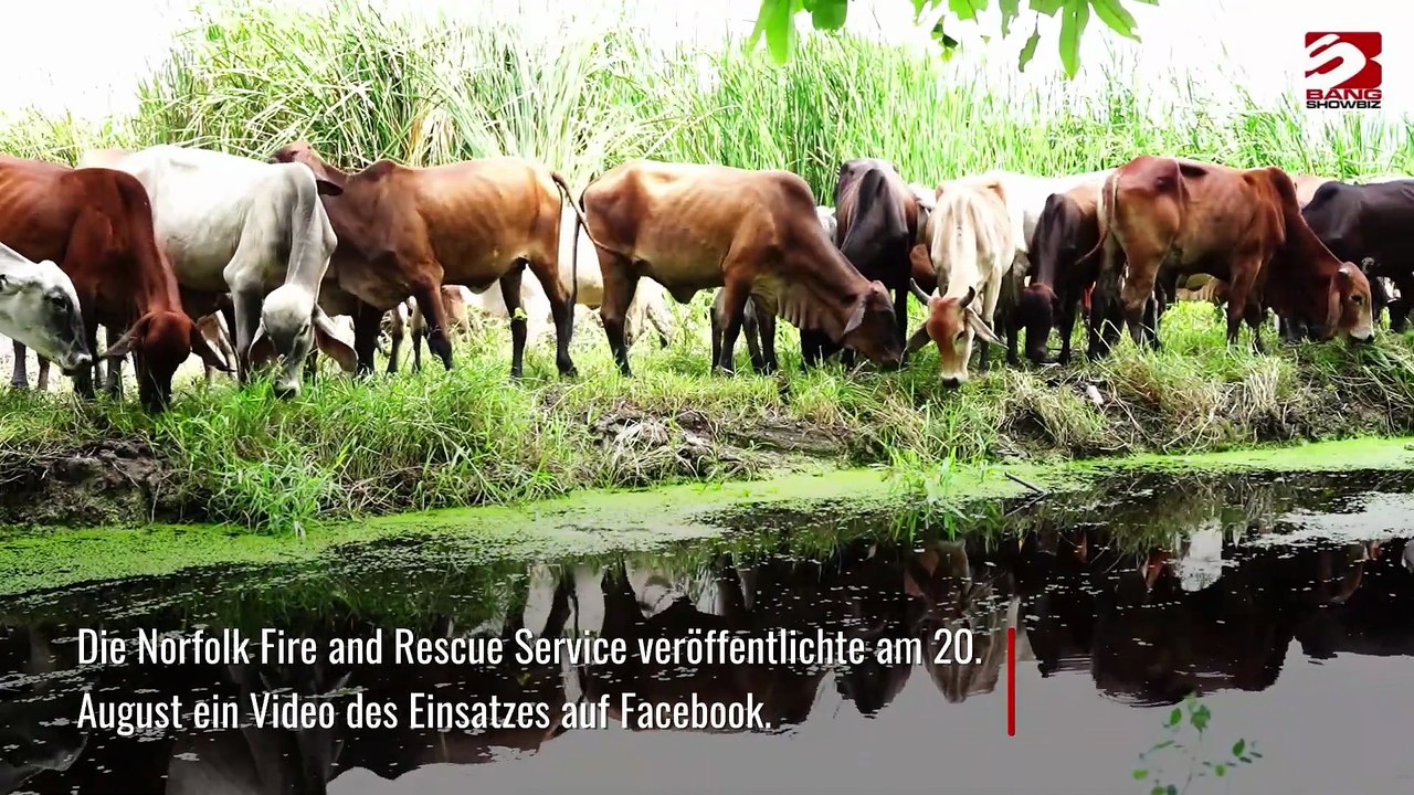 Große Kuh aus Norfolk-Kanal gerettet