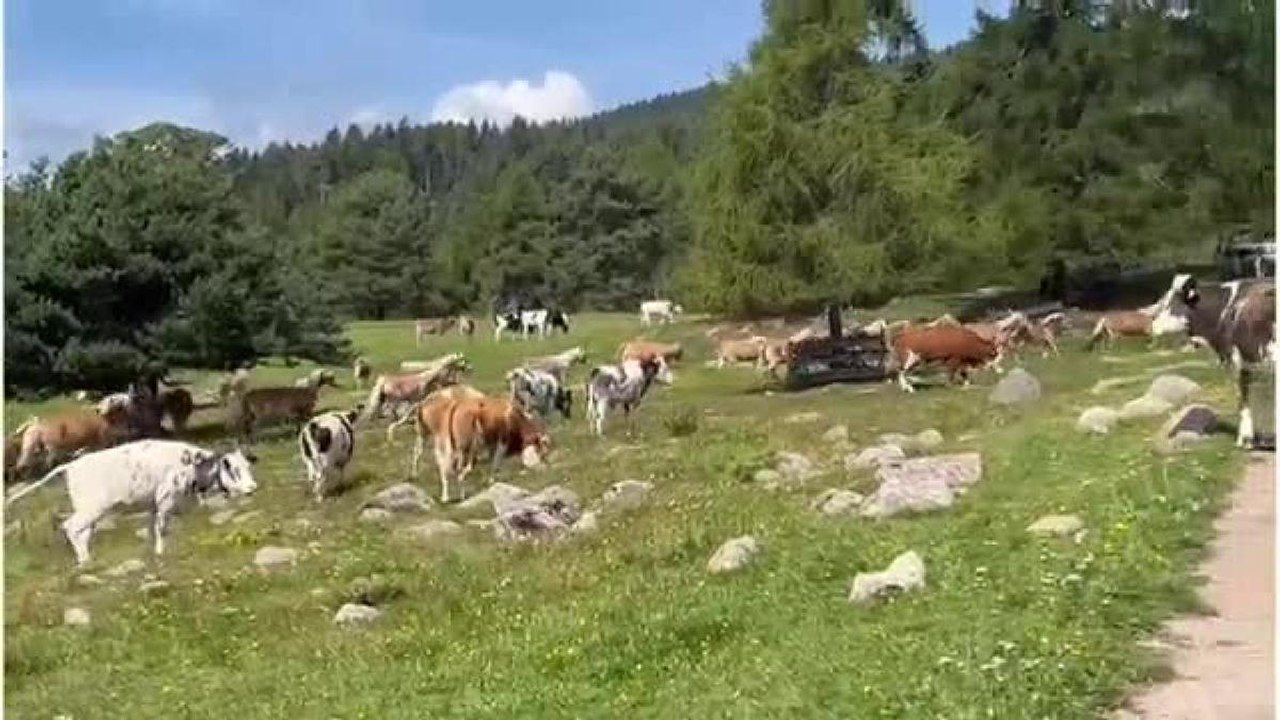 Alto Adige, in tremila sul Renon per accogliere le mucche che scendono dalle malghe: è la festa di San Bartolomeo, patrono dei pastori