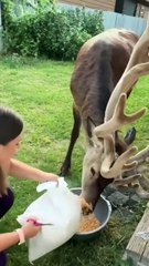 What a beautiful scene to welcome this beautiful deer in your backyard