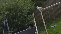 Cat disappears from home for hours after jumping over the fence
