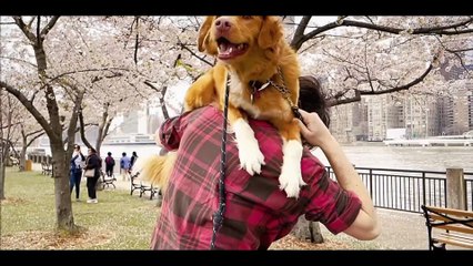 Good Boy : bande-annonce du film d'horreur depuis le point de vue d'un chien (vo)