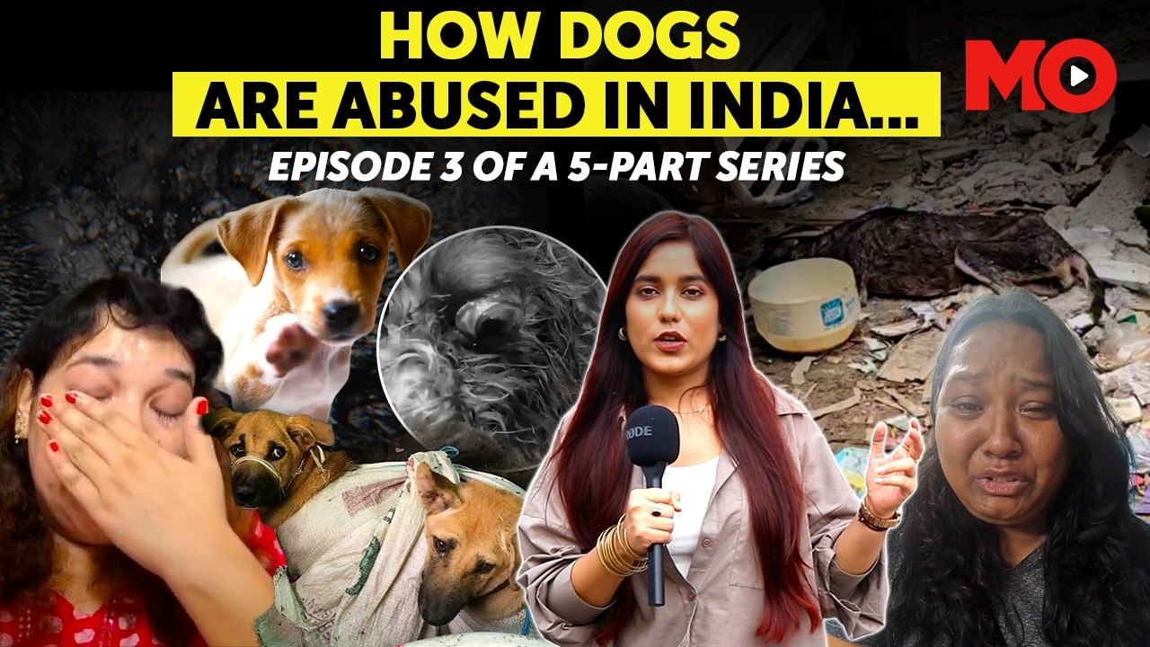 India’s hidden cruelty: Animal abuse, dog r*pe & weak laws exposed
