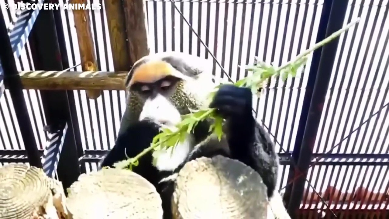 The Most Expensive Pet That Even Elon Musk Can’t Buy