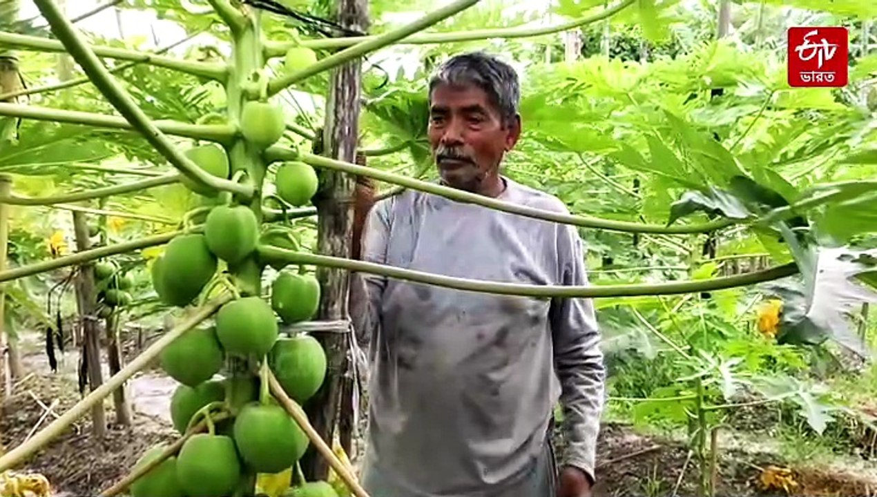 প্রাকৃতিকভাবে পেঁপে চারার ক্রস পলিনেশন, নতুন প্রজাতির গাছে উন্নতমানের ফলন কৃষ্ণচন্দ্রের