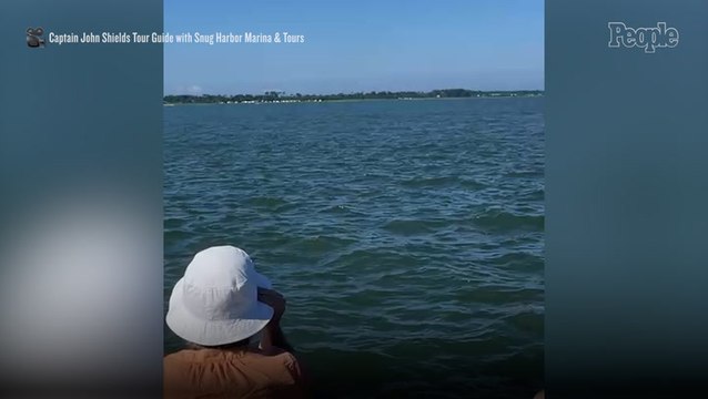 Extremely Rare Albino Dolphin Spotted Swimming Off the Coast of Virginia in Amazing Footage