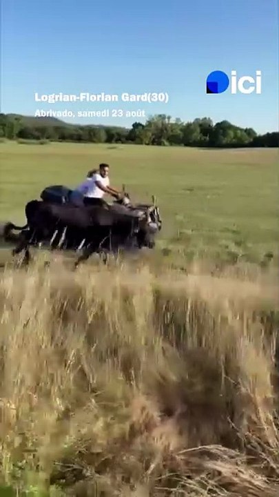 Un taureau en fuite lors d'une abrivado rattrapé depuis.. un quad, dans le Gard