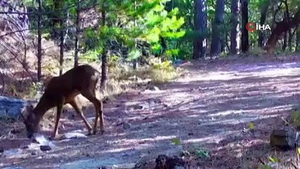 Düğün kana bulandı! Damadın acı günü