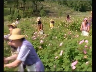 Générique Dans un grand vent de fleurs