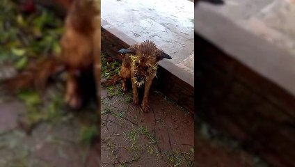 População pede ajuda para socorrer cão ferido por espinhos