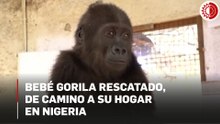 Bebé gorila rescatado, de camino a su hogar en Nigeria