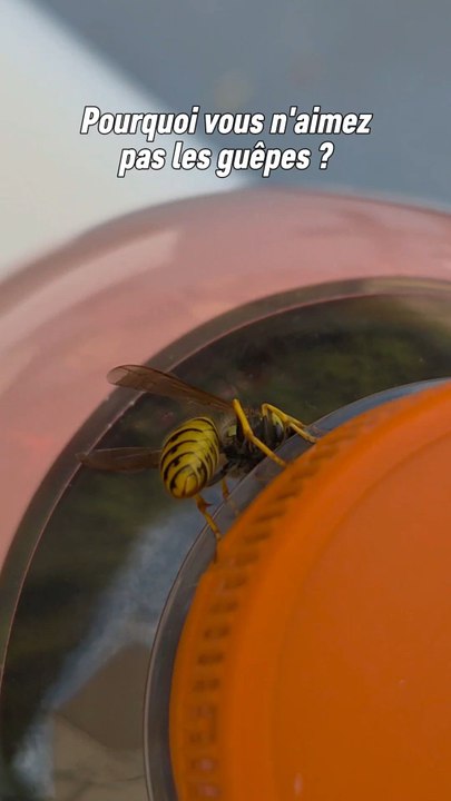 Les guêpes outre le fait qu'elles viennent nous embêter parfois sont indispensable pour réguler les populations d'insectes phytophages qu'elles utilisent pour les larves de leur nid.Elles sont aussi des polinisatrices !