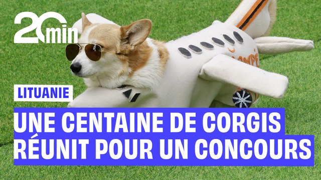 Lituanie : Ce concours de corgis réunissant plus d’une centaine de chiens va vous faire complètement craquer