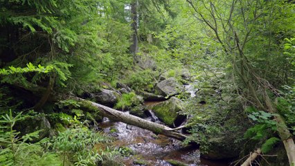 Peaceful Sound of Water in a Green Forest - Calming Nature Sounds for Studying and Focus