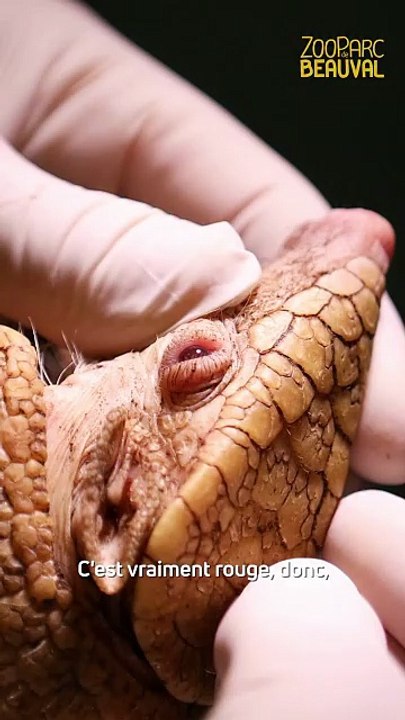 Une petite femelle tatou albinos est née au ZooParc de Beauval, situé dans le Loir-et-Cher, "une naissance très rare" et une première au moins en Europe