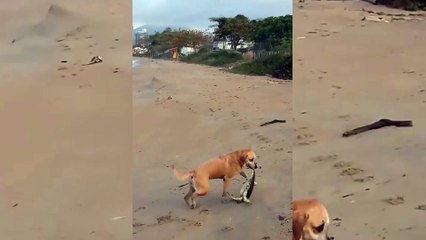 Cachorra se arrisca em mar para salvar tartaruga na praia