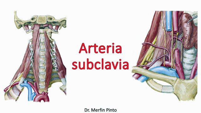 Arteria subclavia - Fácil y sencillo de aprender #elcuerpoymas #salud #medicina #anatomía