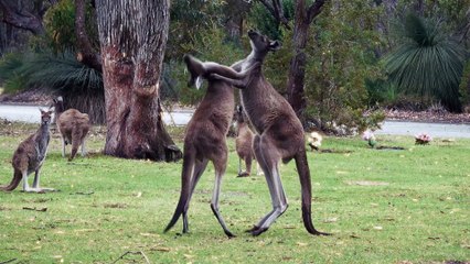 Kangaroo facts only in Australia 🇦🇺