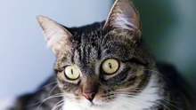 Os animais mais fofos do mundo N•246