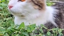 Os animais mais fofos do mundo N•248