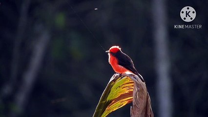 Os animais mais fofos do mundo N•250