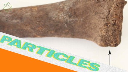 Bones Of A Fancy-Pants Viking Remains