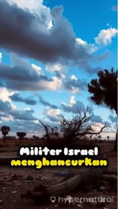 Israel Cabut Ribuan Pohon Zaitun Palestina di Tepi Barat