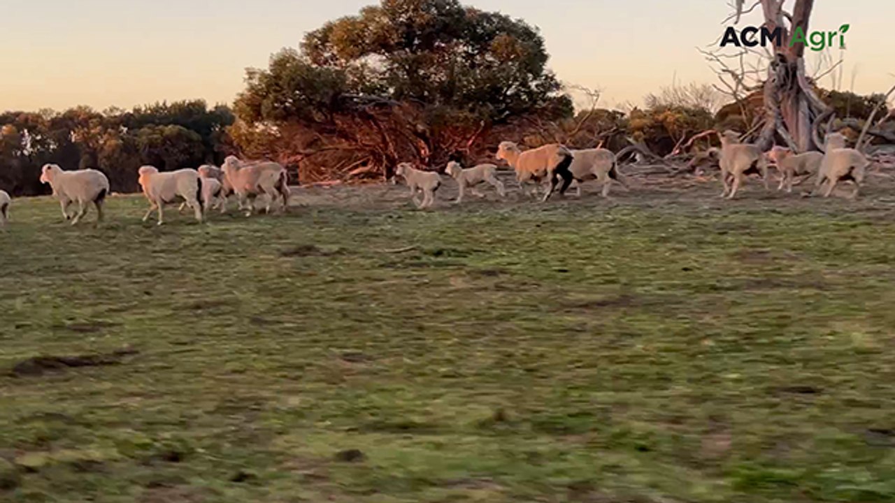 Wild dogs continue to devastate West Wimmera sheep producers